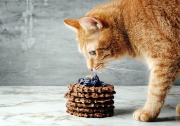 Quels sont les aliments dangereux pour les chats ?
