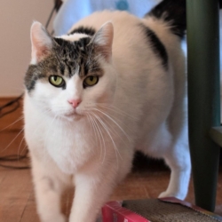 Mozza, belle minette européenne blanche et tigrée