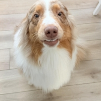 Voltaire bientôt 2 ans