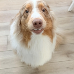 Voltaire bientôt 2 ans