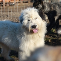 Nouna petite femelle d’environ 1 an à adopter