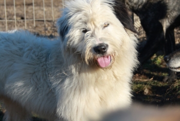 Nouna petite femelle d’environ 1 an à adopter