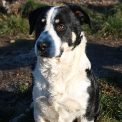 Ooper chien à adopter moins d’un an