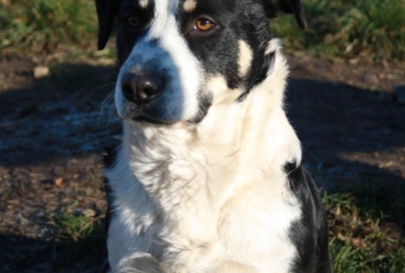 Ooper chien à adopter moins d&rsquo;un an