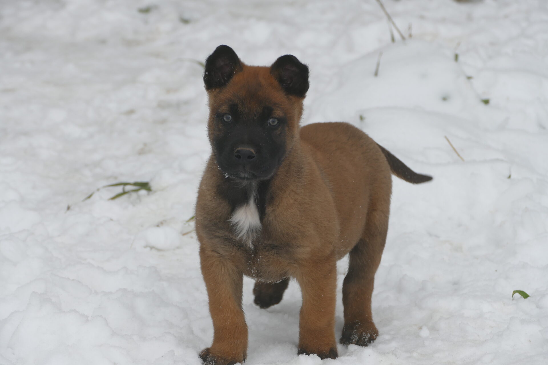 chiot berger belge malinois LOF