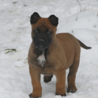 chiot berger belge malinois LOF