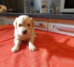 MAGNIFIQUES CHIOTS GOLDEN RETRIEVER LOF A RESERVER