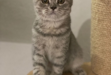 Adorable chaton scottish fold & straigsh