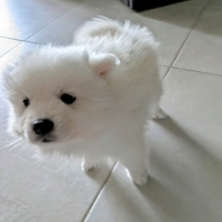 Chiots Spitz japonais