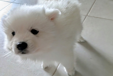 Chiots Spitz japonais