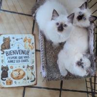 Les licorniaux sont nés au domaine des licornes seal