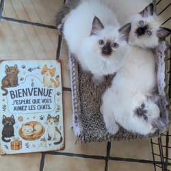 Les licorniaux sont nés au domaine des licornes seal