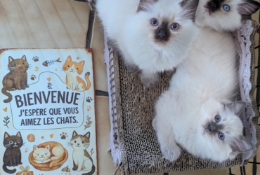 Les licorniaux sont nés au domaine des licornes seal