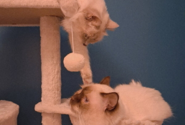 Chatons Sacrés de Birmanie LOOF