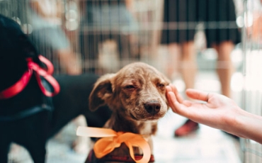 6 raisons de donner une seconde chance à un chien