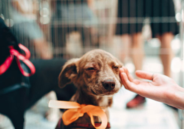 6 raisons de donner une seconde chance à un chien