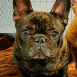 Don bouledogue français