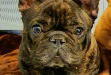 Don bouledogue français