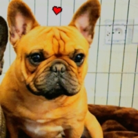 Don bouledogue français