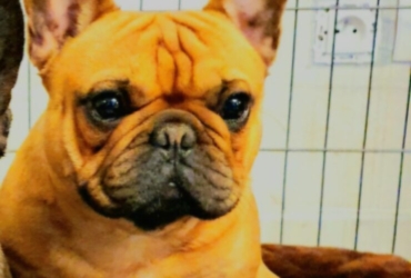 Don bouledogue français