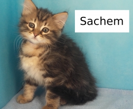 Tout Chat Tout Chien Rencontrez Votre Futur Animal Adoption Bienveillante