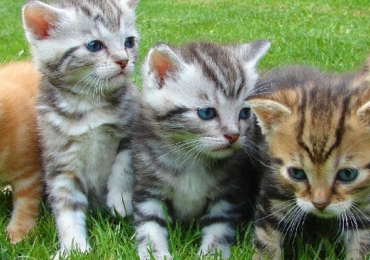 Quand donner son chaton ?