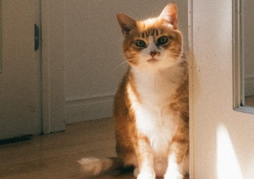 Quel chat pour une personne âgée ?