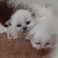 chaton LOOF sacré de birmanie