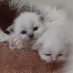 chaton LOOF sacré de birmanie