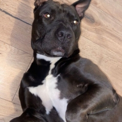 Chien à donner