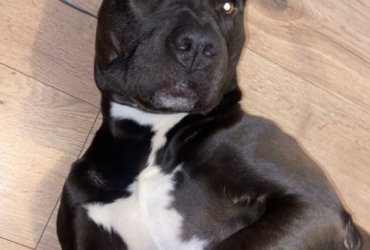 Chien à donner