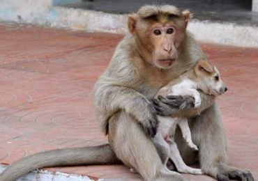 Un singe a vu un petit chien et l’a adopté, le traitant comme s’il était son propre enfant