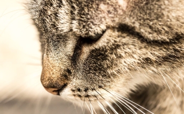Gérer l’Anxiété de Séparation chez les Chats Pendant la Rentrée