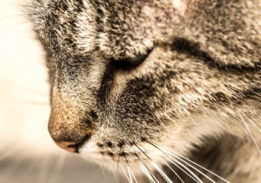 Gérer l’Anxiété de Séparation chez les Chats Pendant la Rentrée