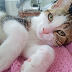 Tessy, jolie chatonne tigrée et blanche