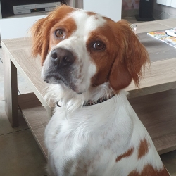 chien-donner-chiot-donner-annonces-de-refuges-et-de-particuliers