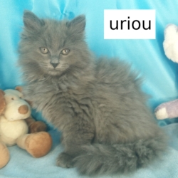 Uriou, chaton sibérien LOOF très doux et câlin
