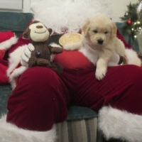 Chiots Golden Retriever LOF