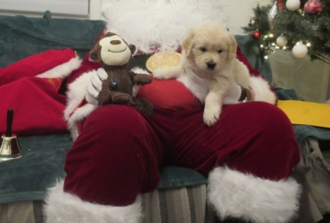 Chiots Golden Retriever LOF