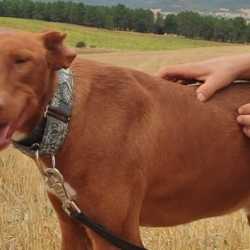 FUTUR, Podenco de 3 ans qui a besoin d’une famille aimante
