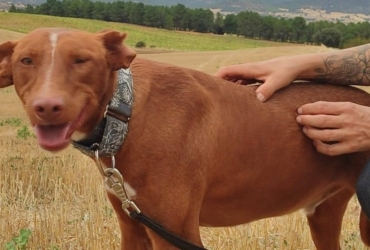 FUTUR, Podenco de 3 ans qui a besoin d&rsquo;une famille aimante