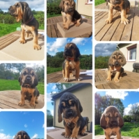 Chiots chien de Saint-Hubert