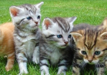 Quelle est la meilleure période pour adopter un chaton ?