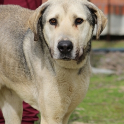 ALSAN chien cherche une famille