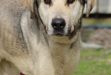 ALSAN chien cherche une famille