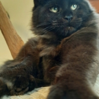 Chatons Maine Coon DISPONIBLES