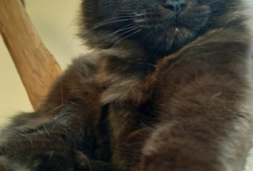 Chatons Maine Coon DISPONIBLES