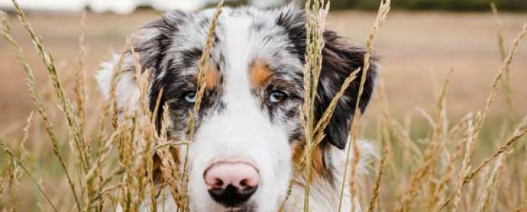 Tout Savoir Sur Le Berger Australien Le Chien Prefere Des Francais