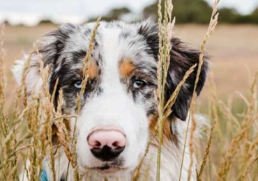 Tout savoir sur le BERGER AUSTRALIEN, le chien préféré des français en 2021