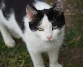 Tout Chat Tout Chien Rencontrez Votre Futur Animal Adoption Bienveillante